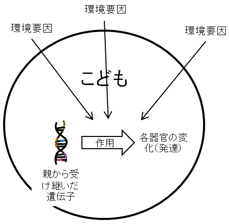 遺伝子と環境要因 遺伝子と環境要因